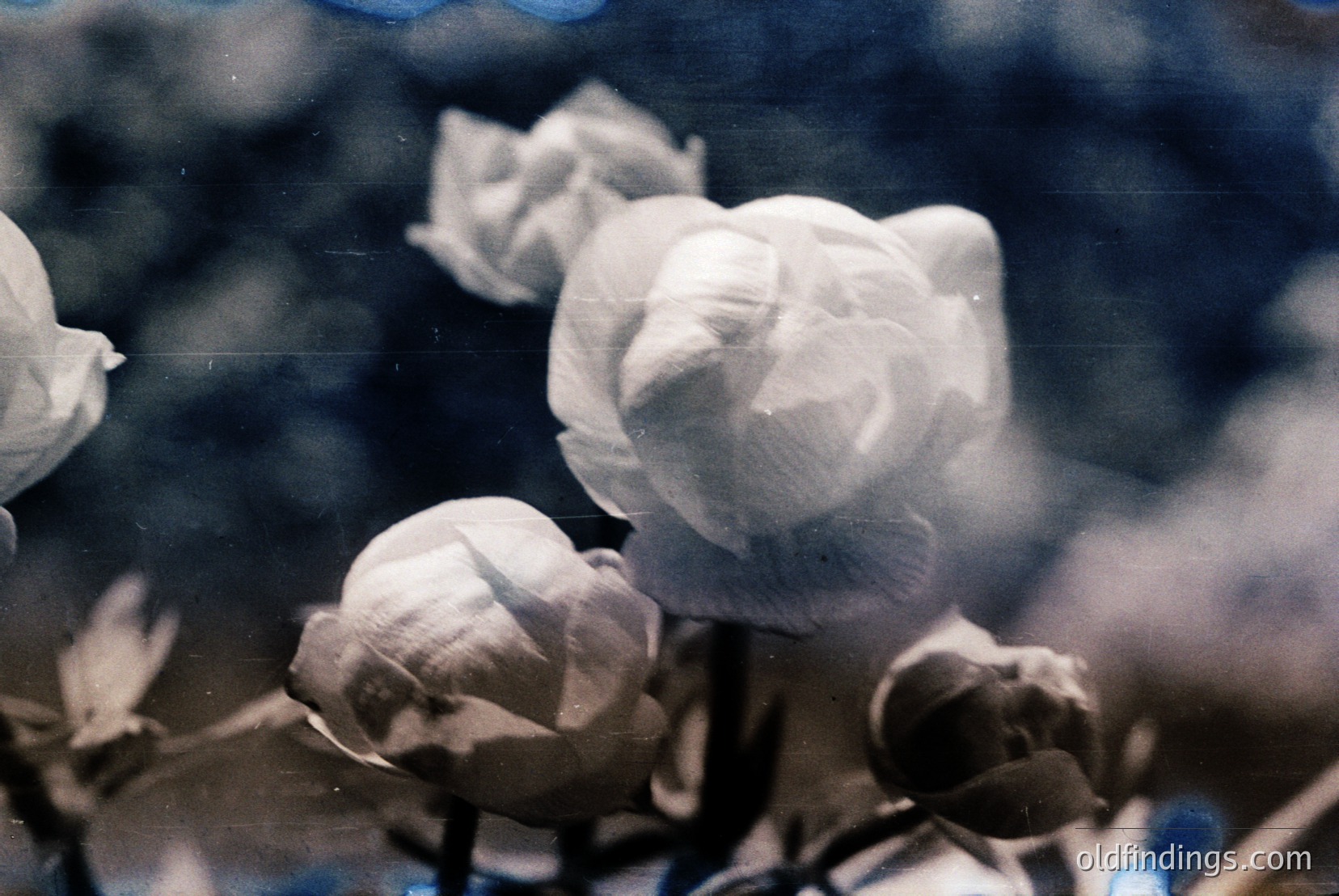 Vintage photograph