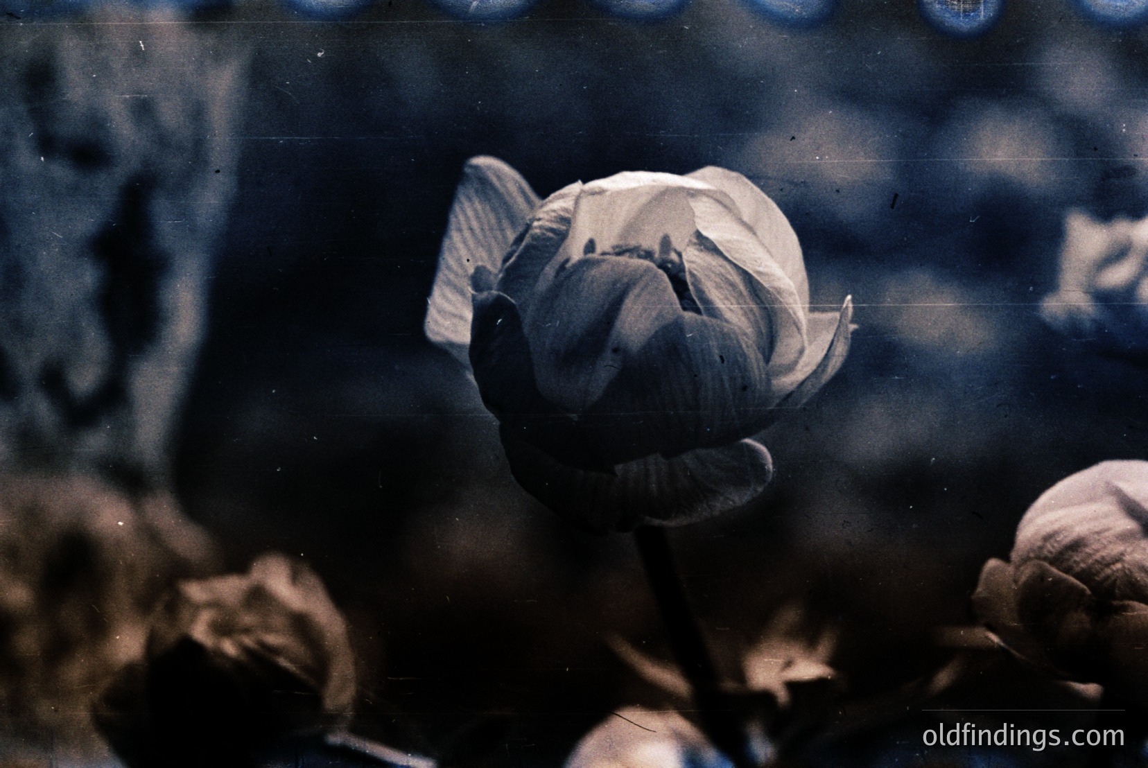 Vintage photograph