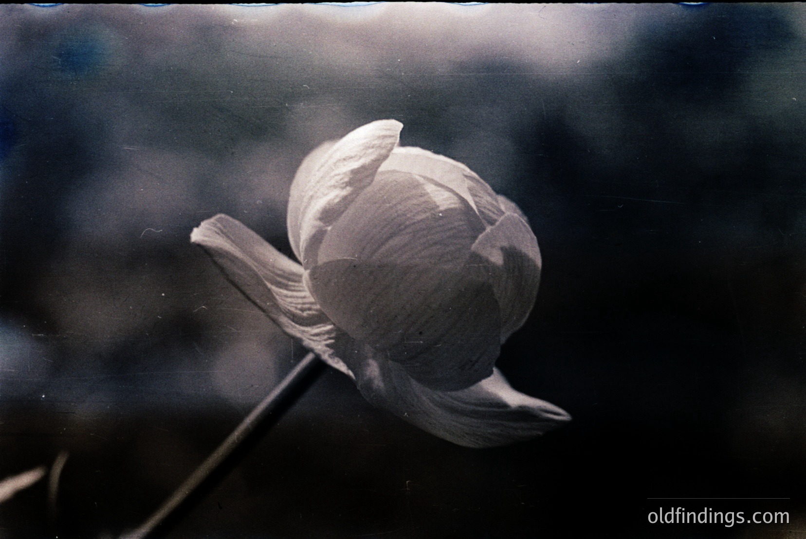 Vintage photograph