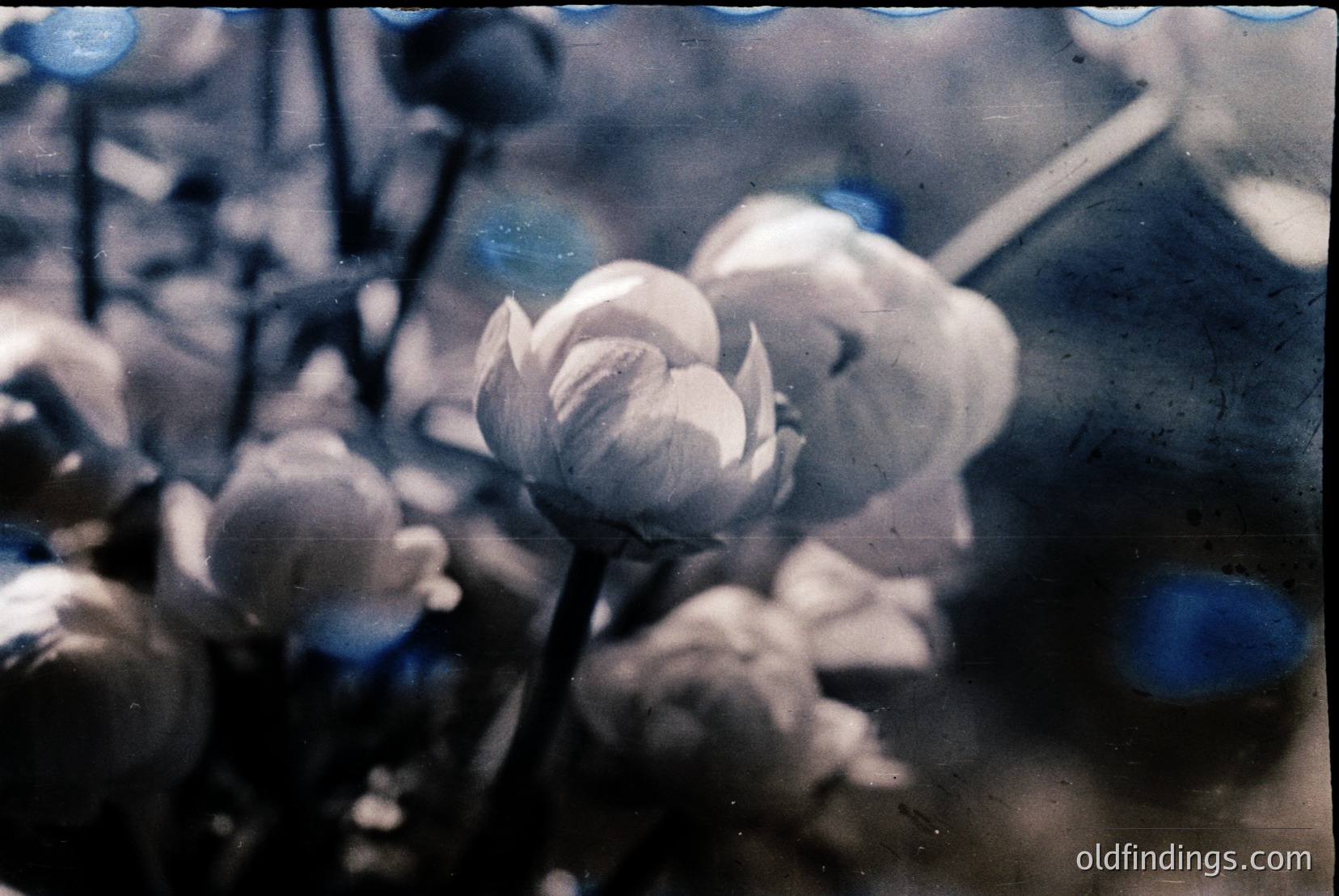 Vintage photograph