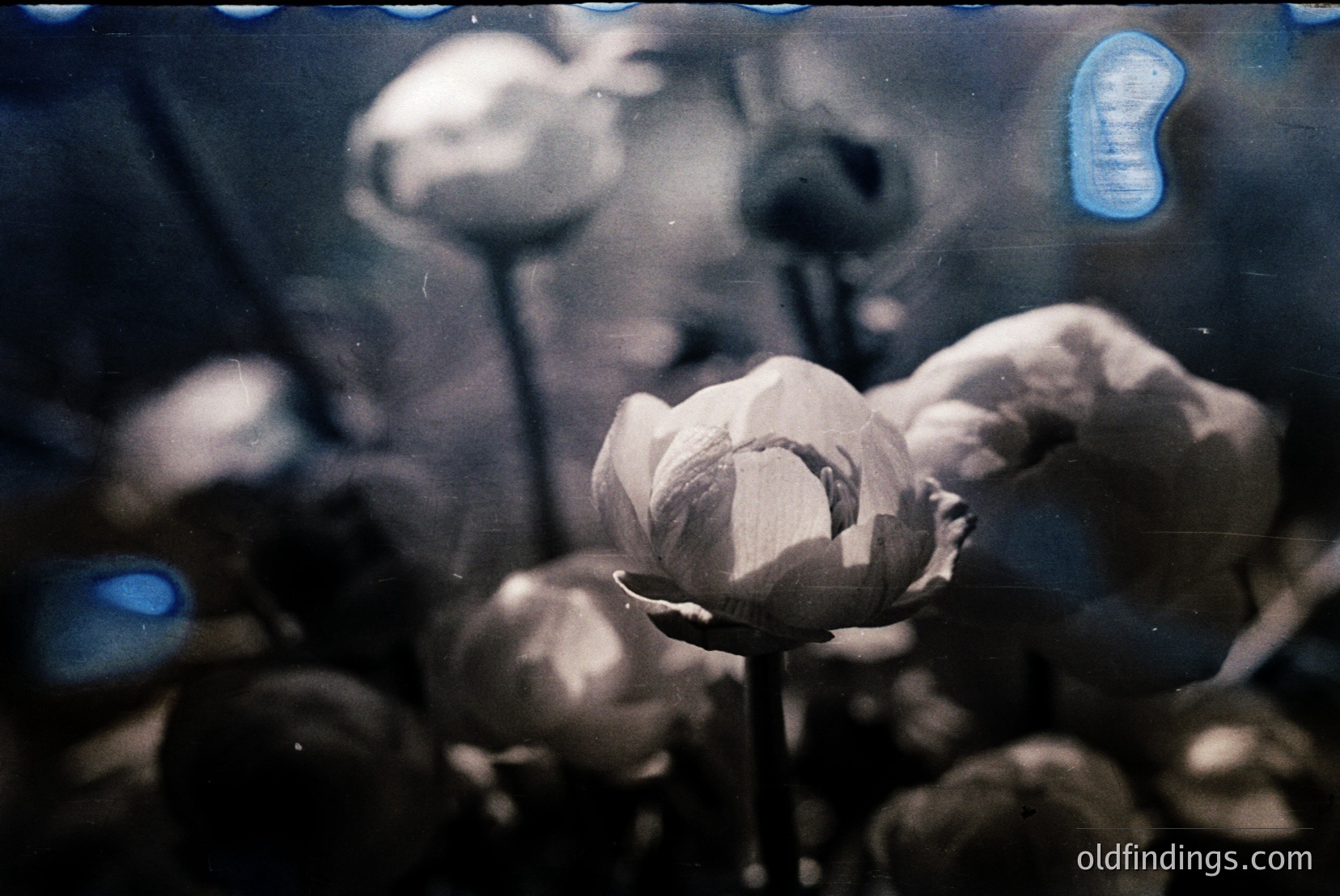 Vintage photograph