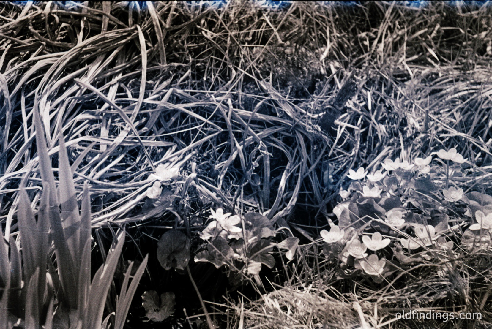 Vintage photograph