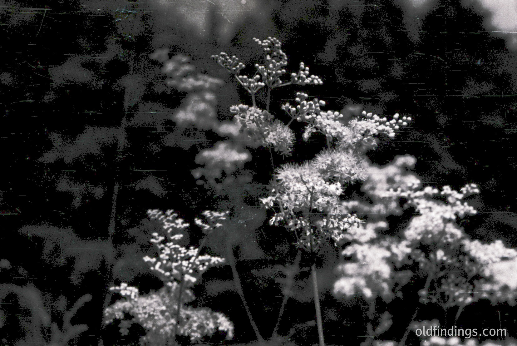 Vintage photograph