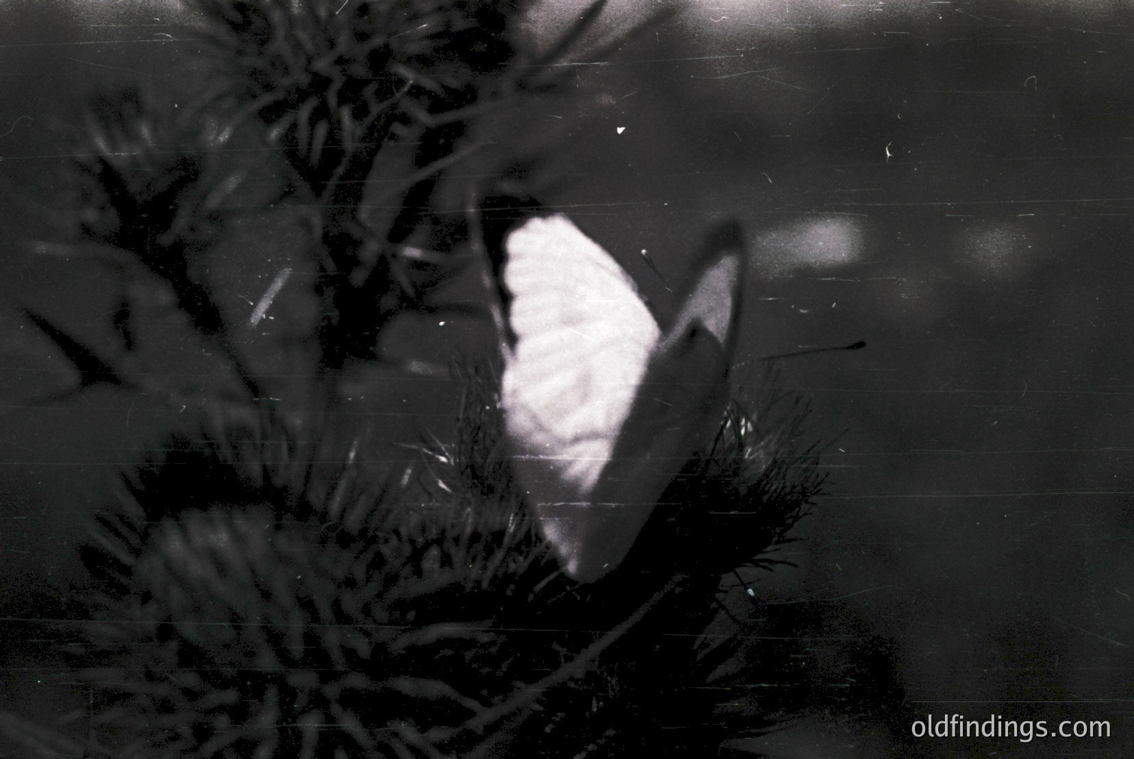 Vintage photograph