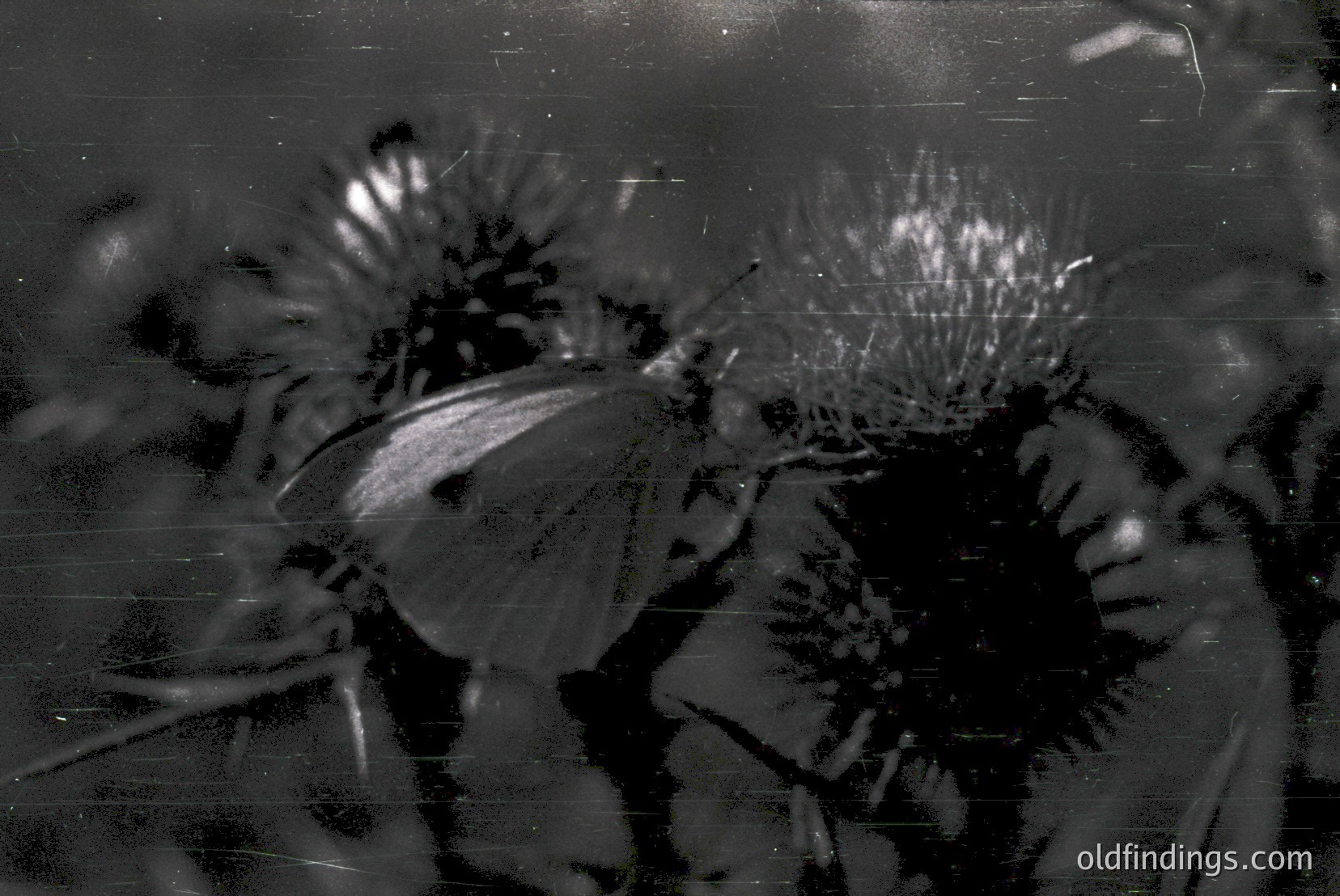 Vintage photograph