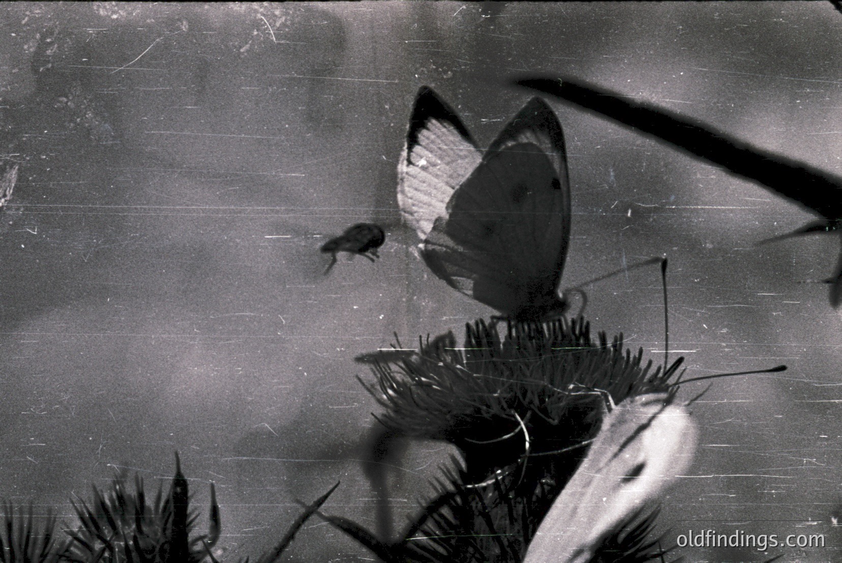 Vintage photograph