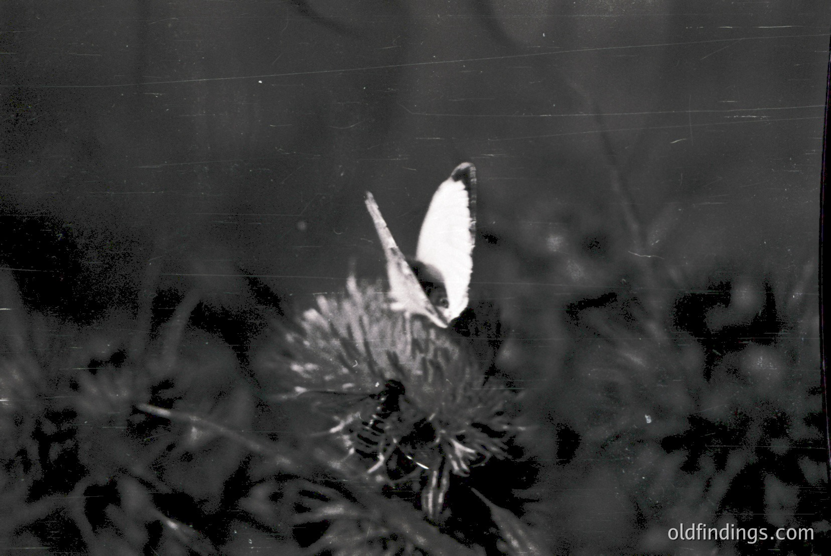 Vintage photograph