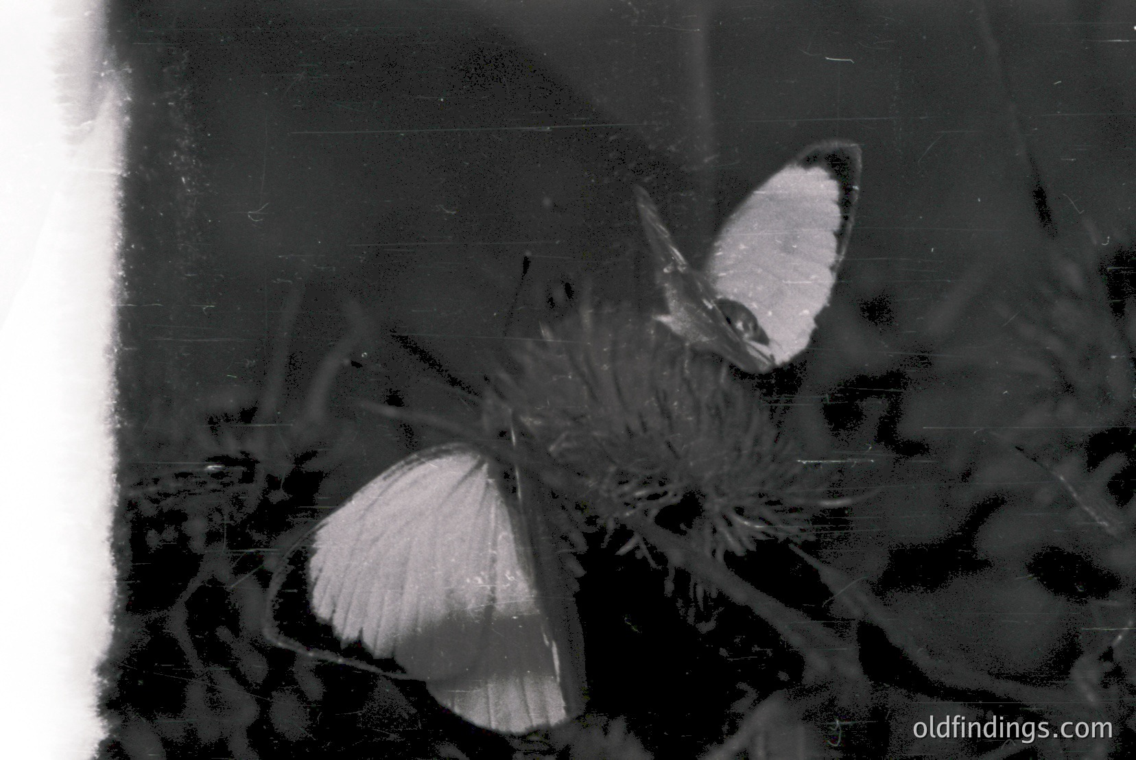 Vintage photograph