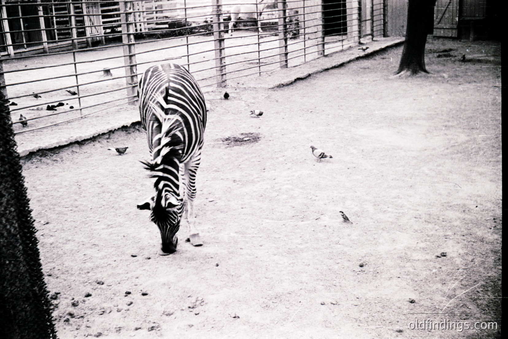 Vintage photograph
