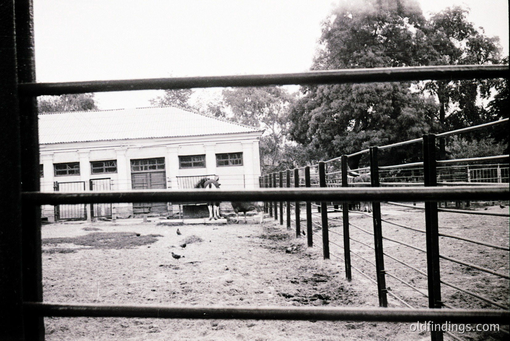 Vintage photograph
