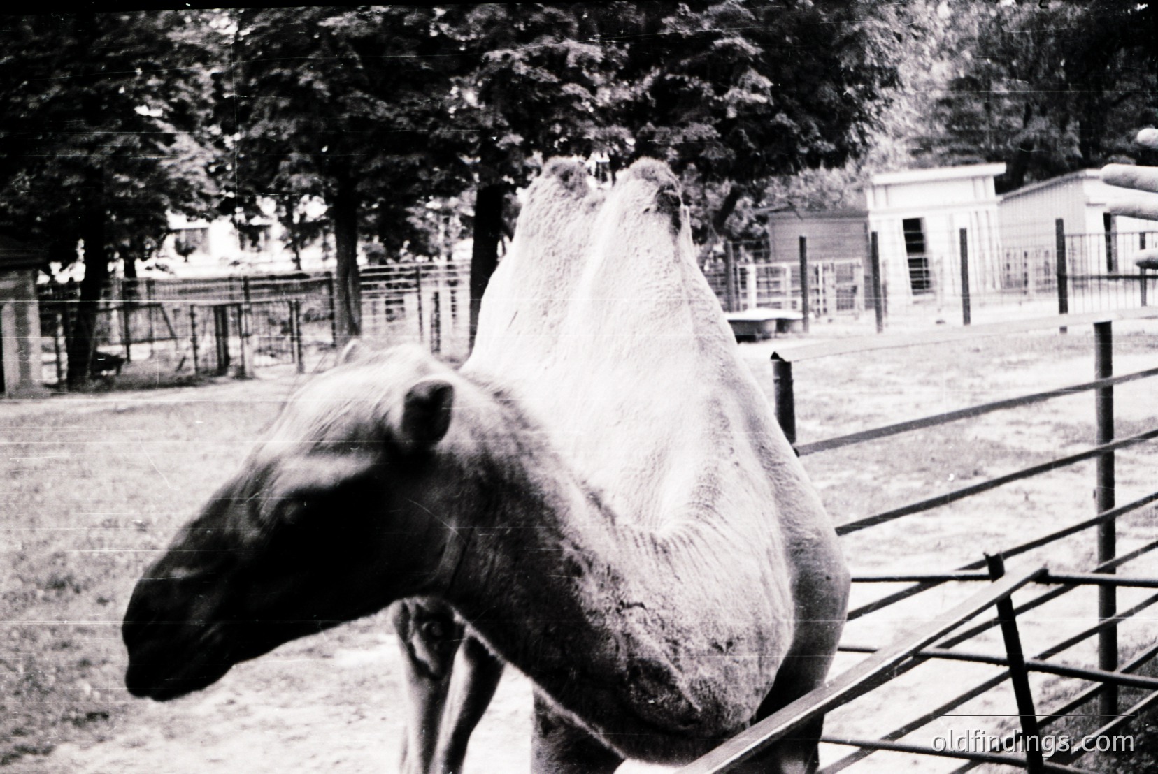 Vintage photograph