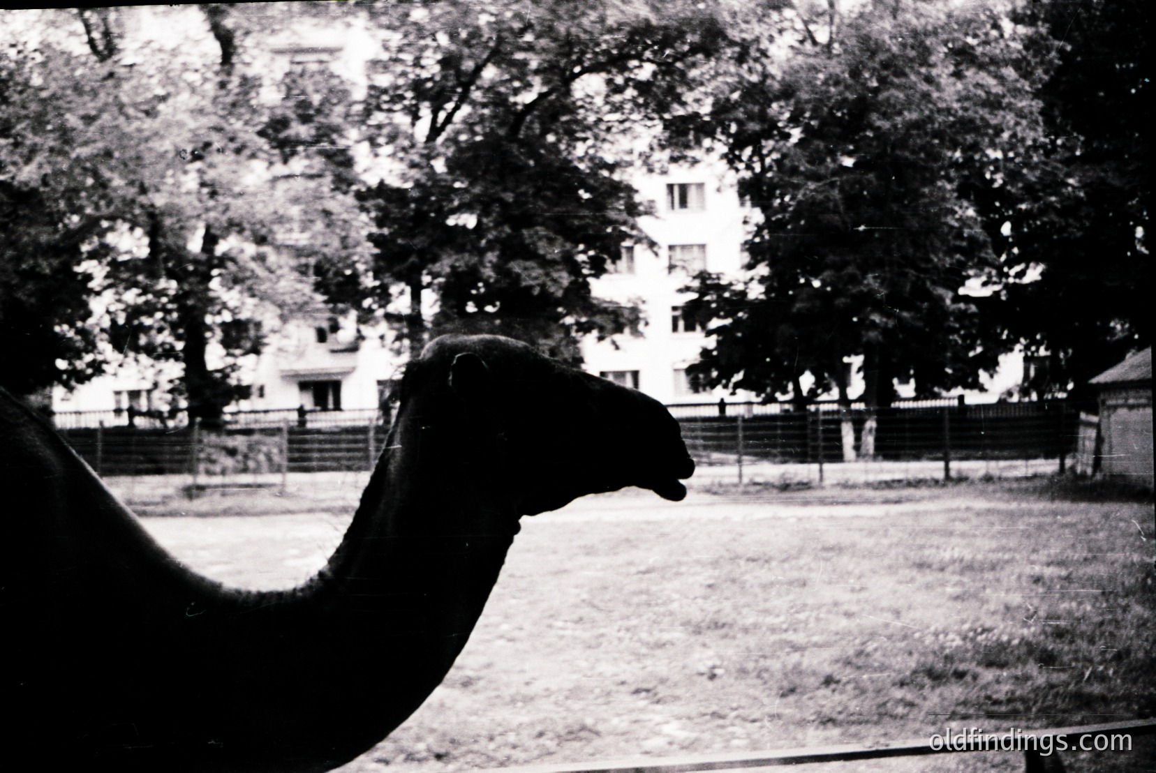 Vintage photograph