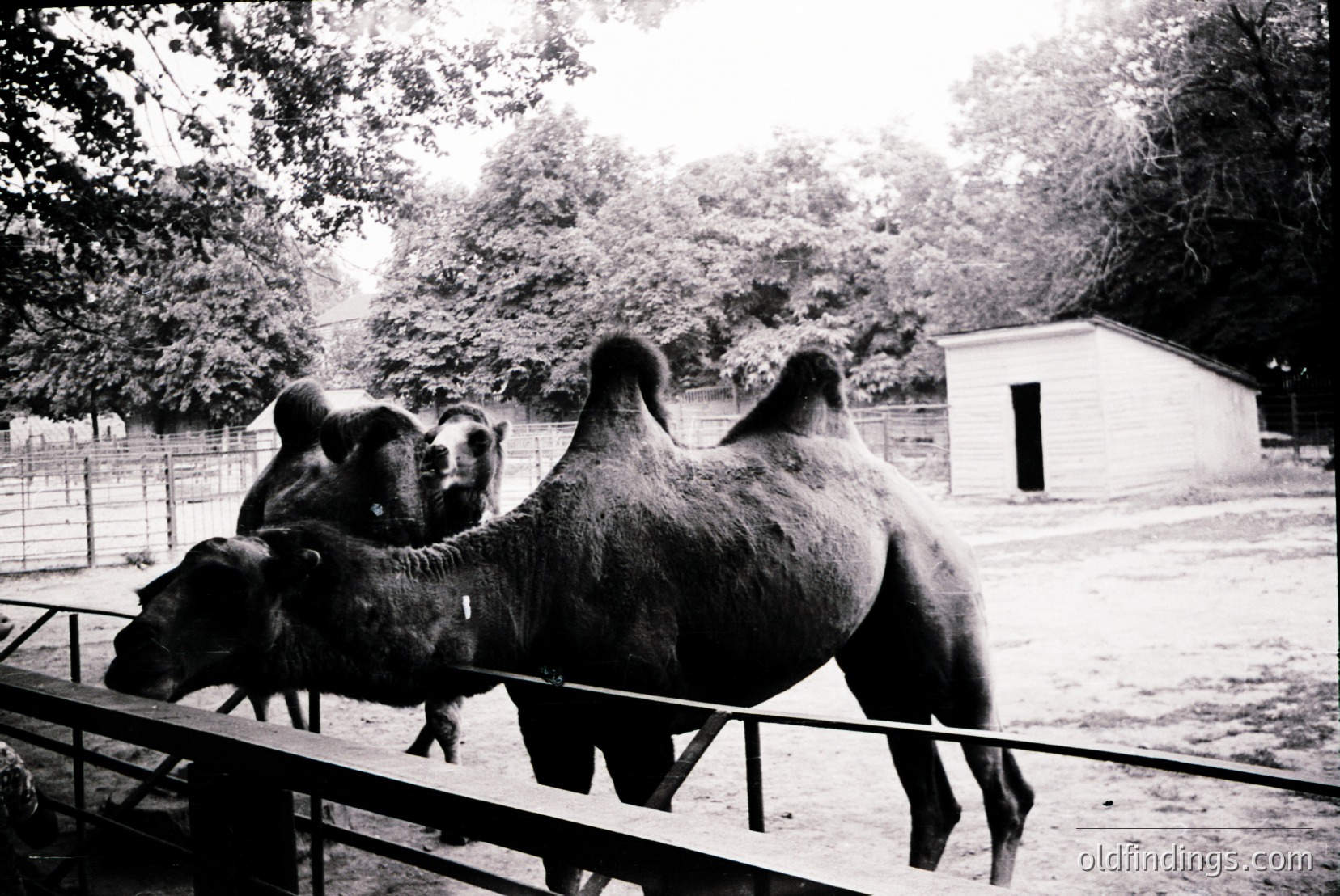 Vintage photograph