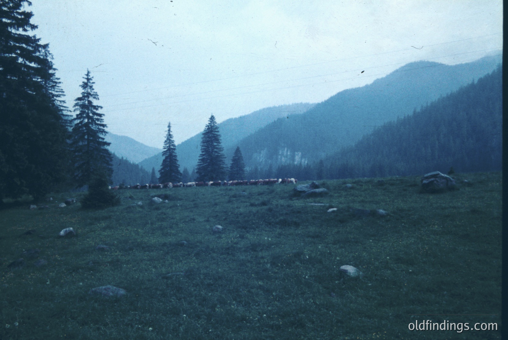 Vintage photograph