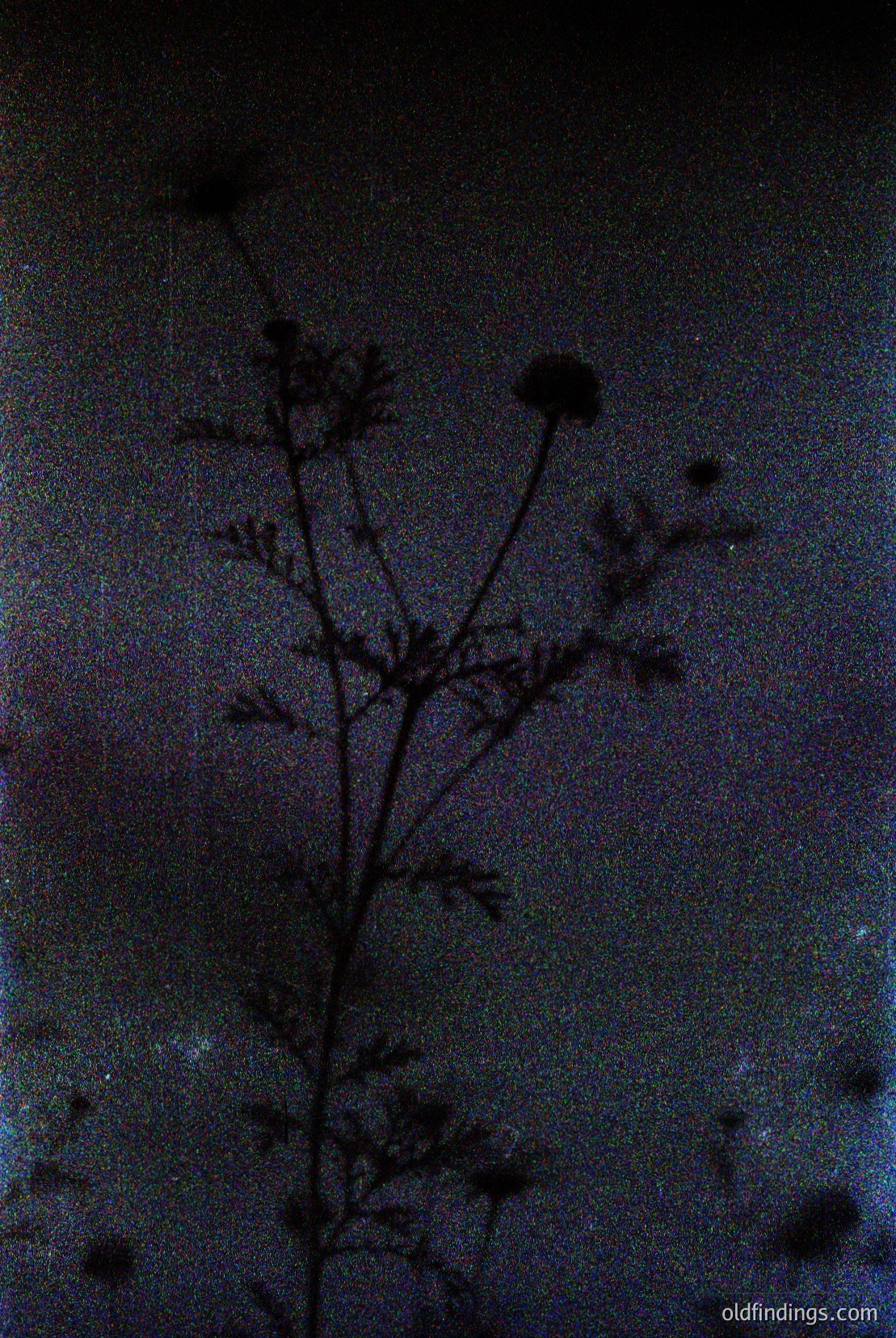 Vintage photograph