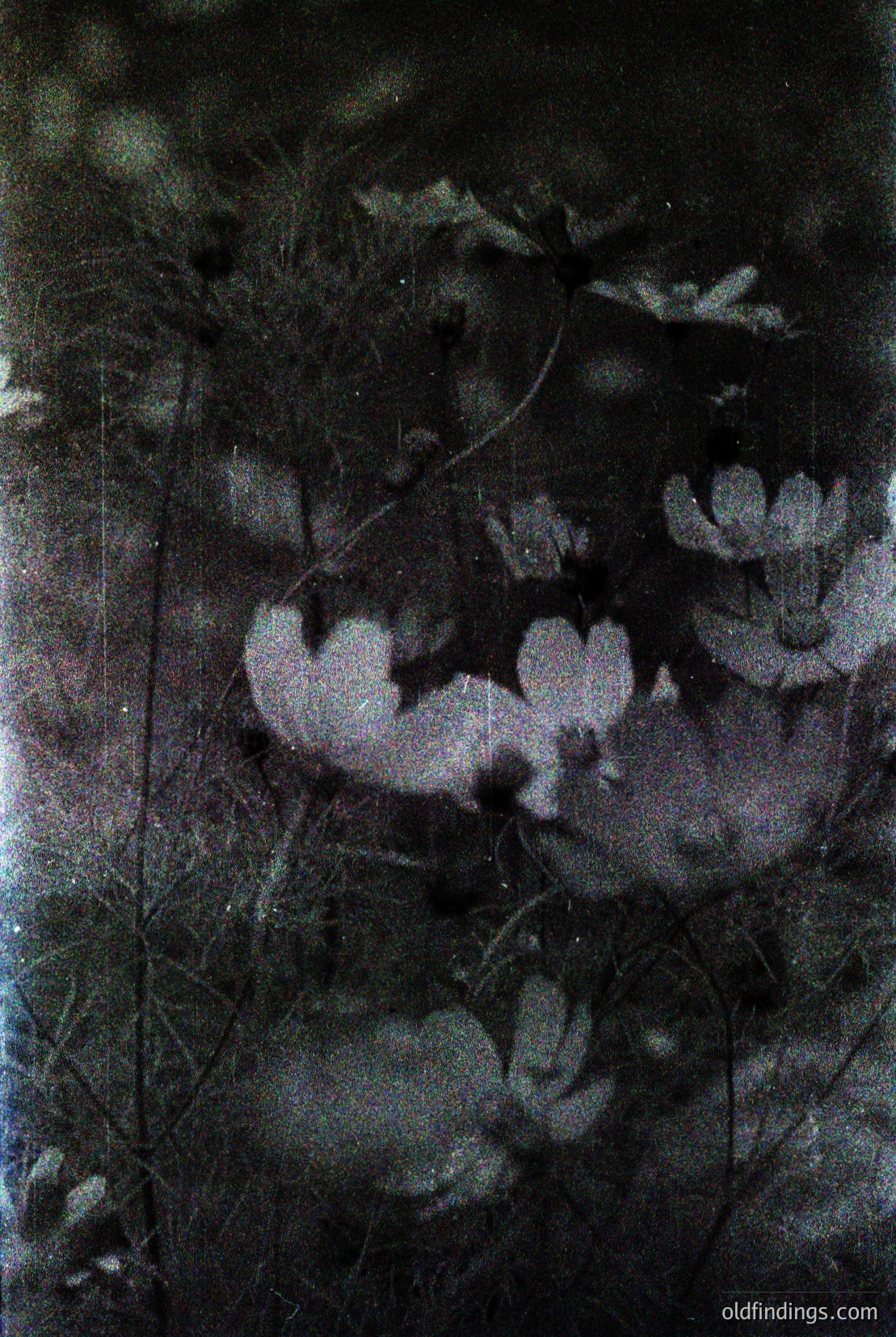 Vintage photograph