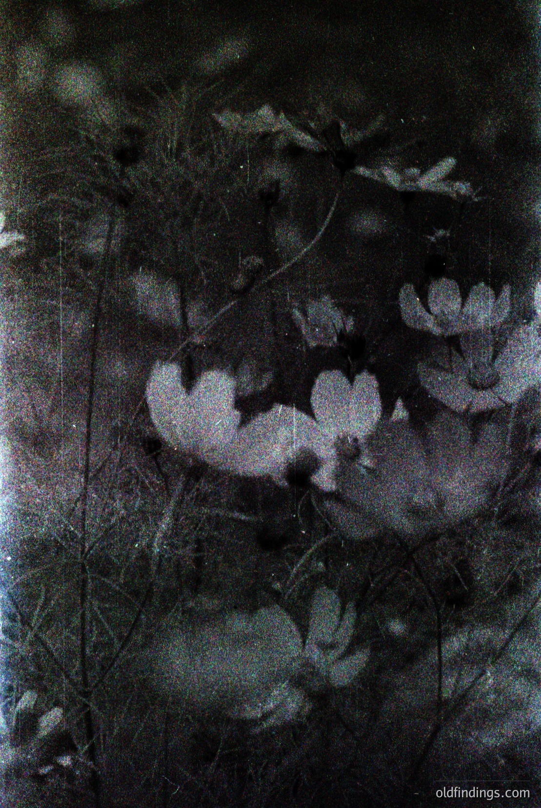 Vintage photograph