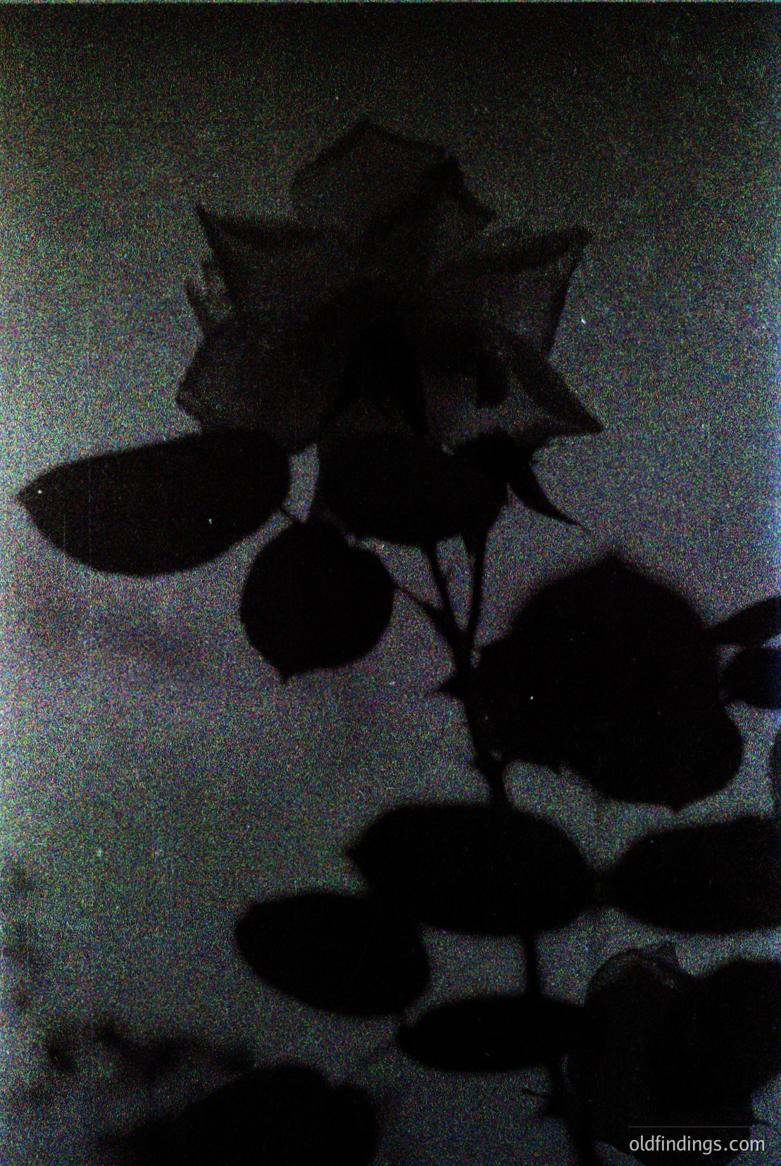 Vintage photograph