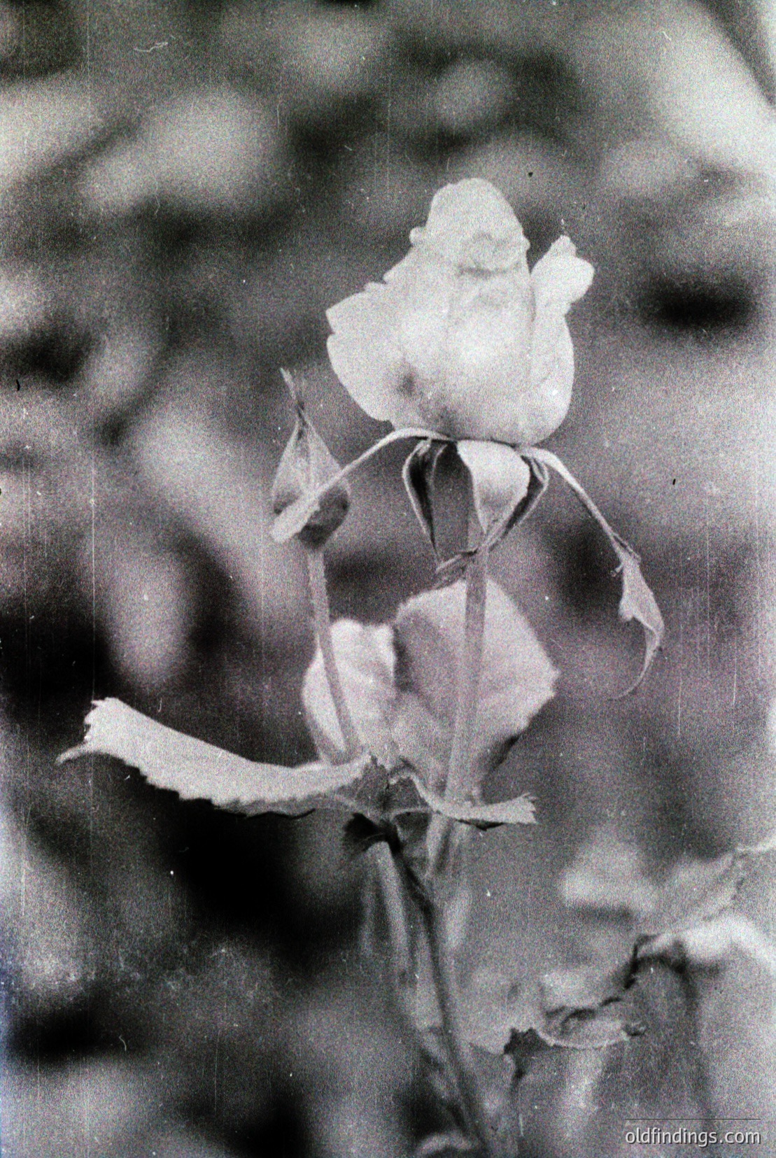 Vintage photograph