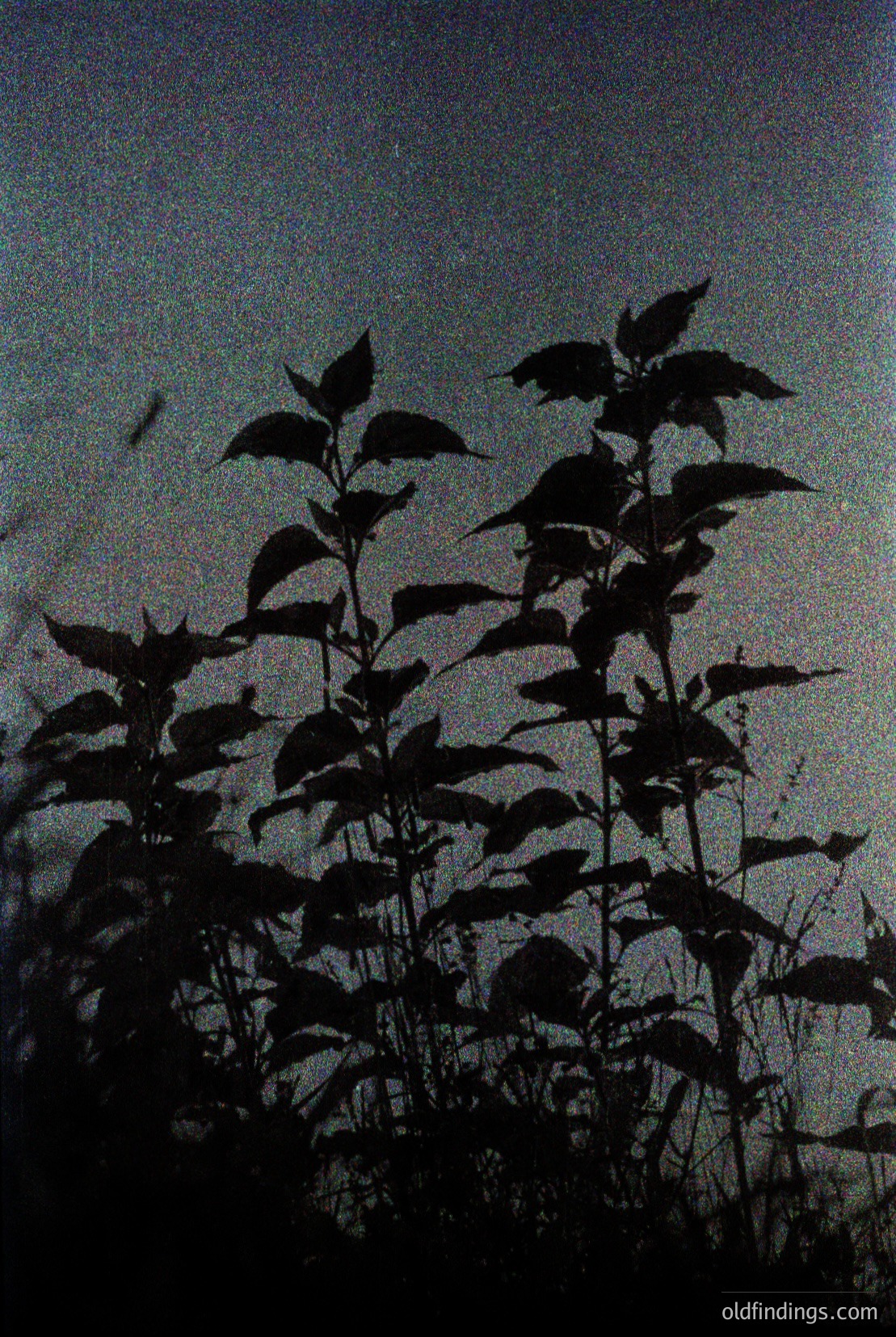 Vintage photograph