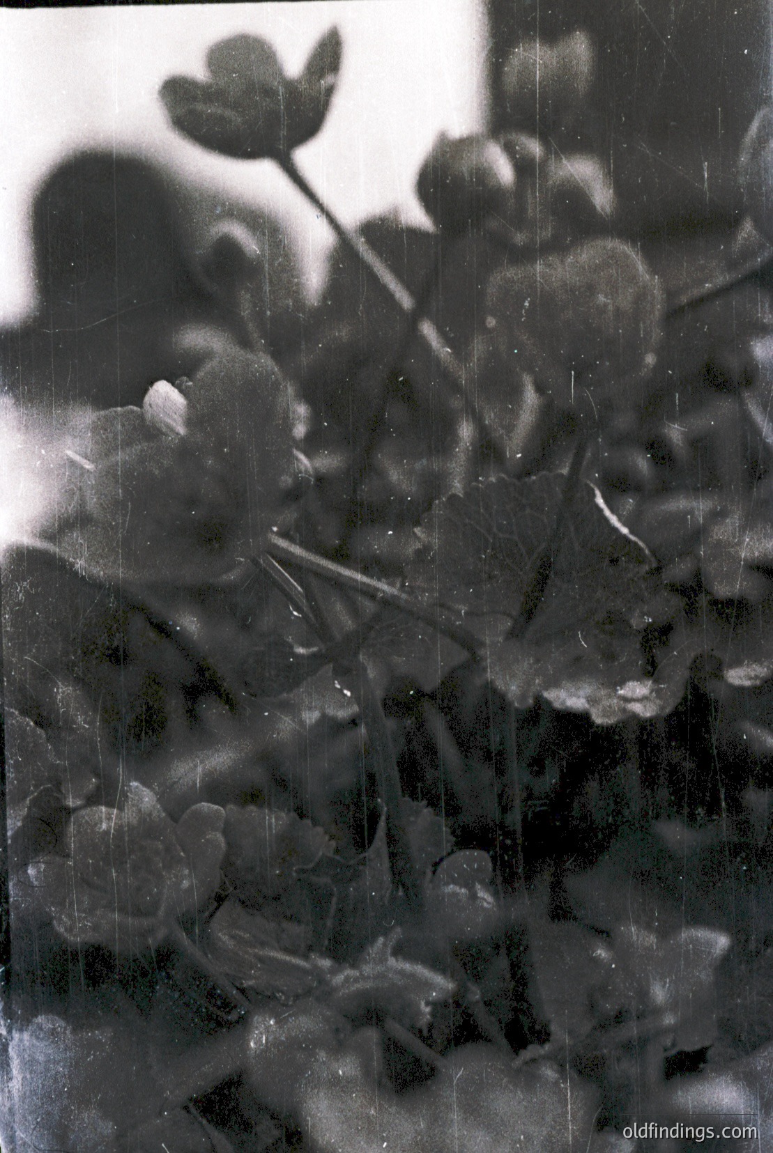 Vintage photograph