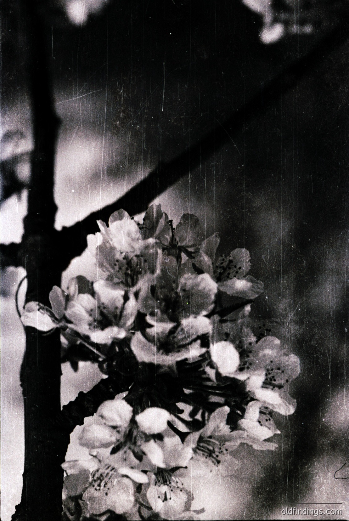 Vintage photograph