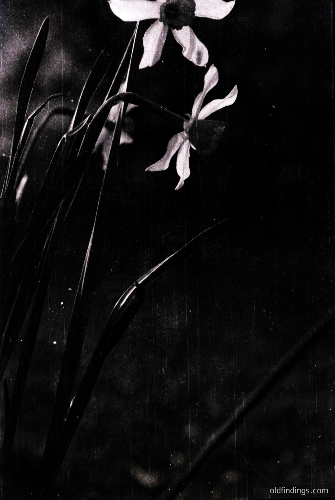 Vintage photograph