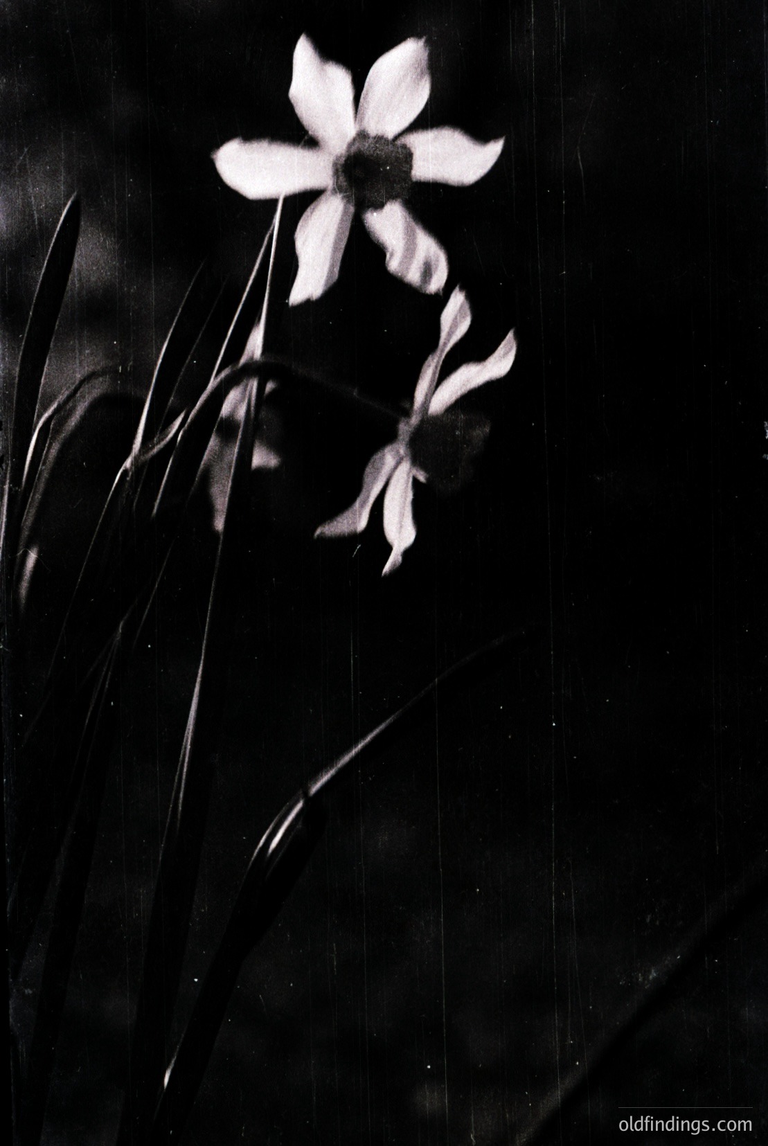 Vintage photograph