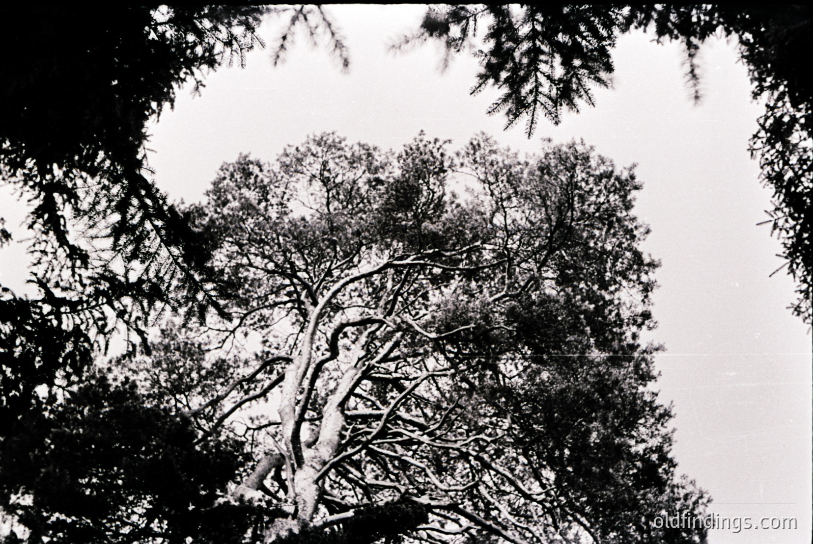Vintage photograph