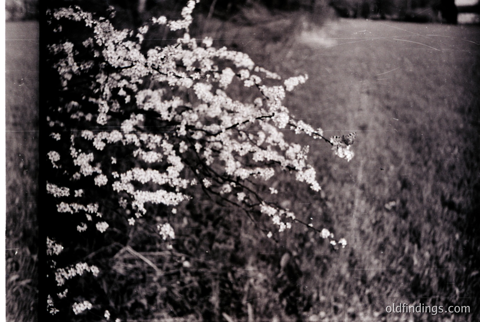 Vintage photograph