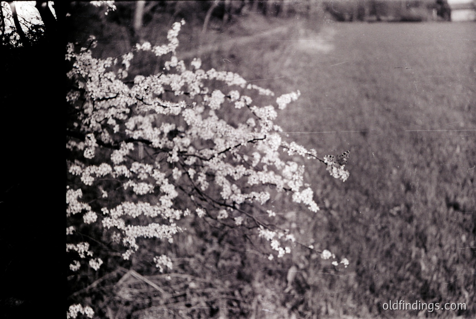 Vintage photograph