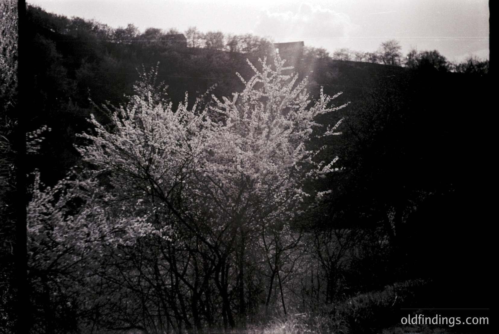 Vintage photograph