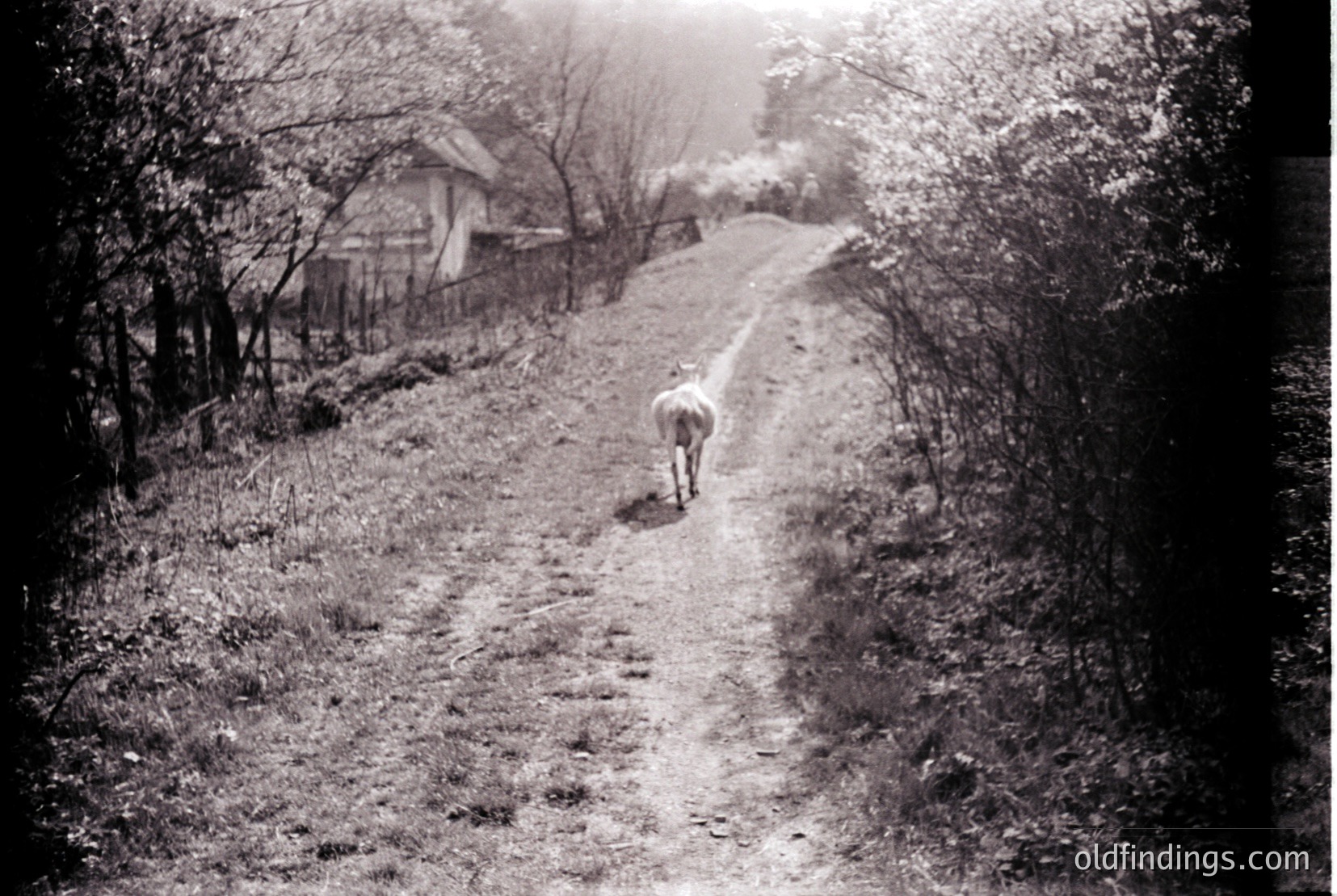 Vintage photograph