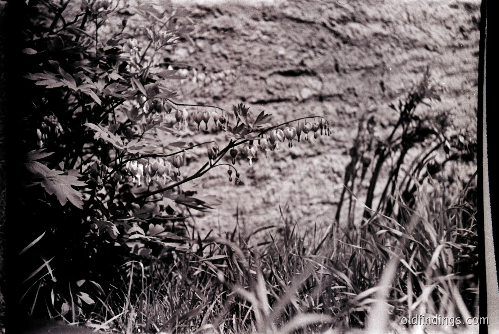 Vintage photograph