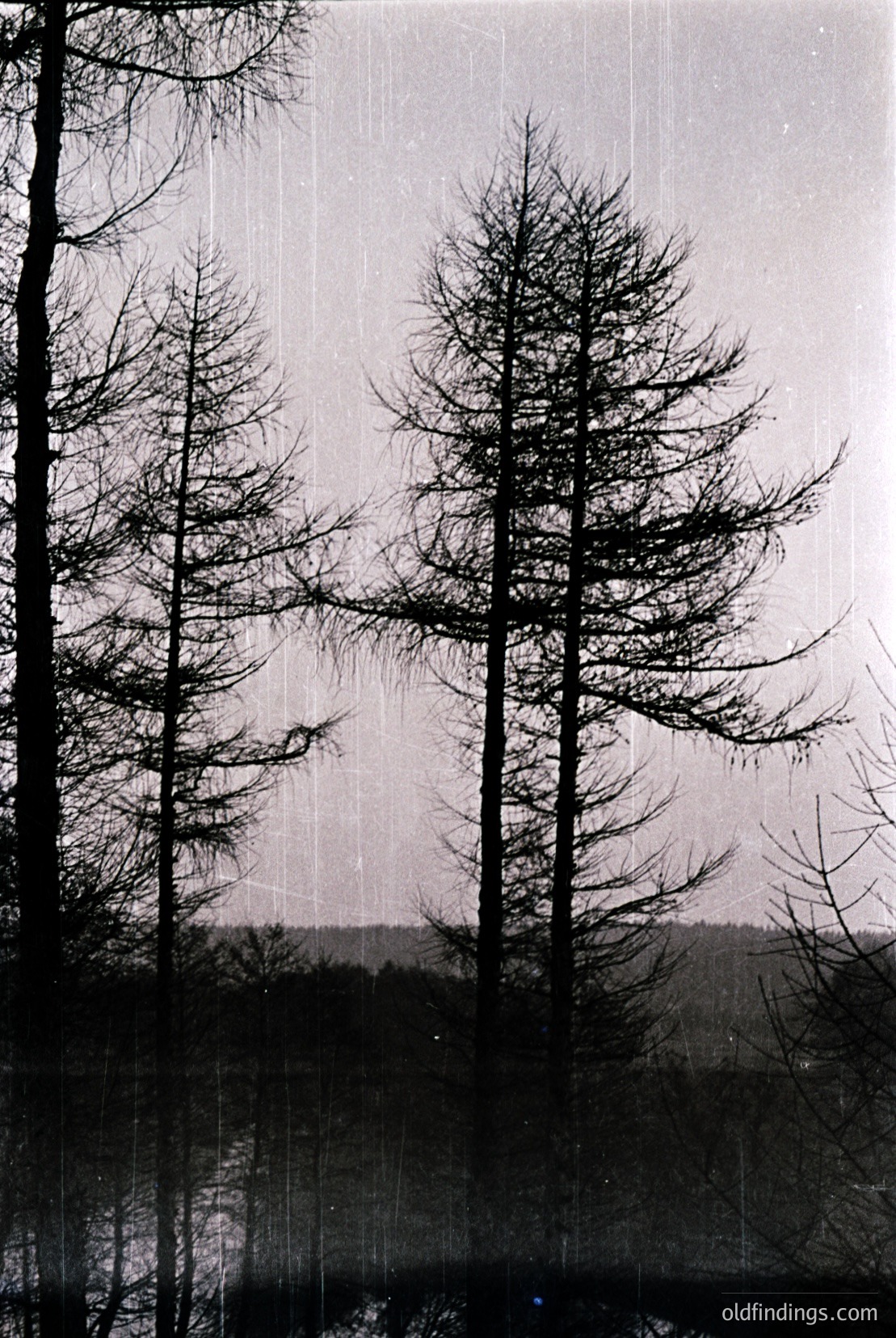 Vintage photograph