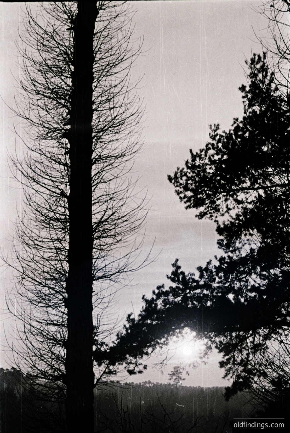 Vintage photograph