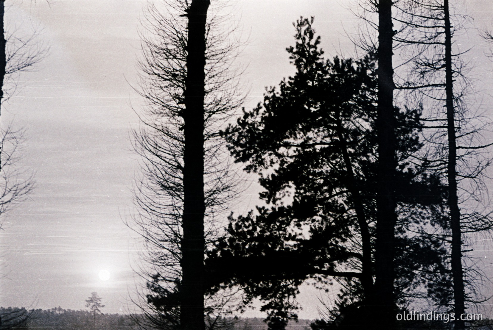 Vintage photograph
