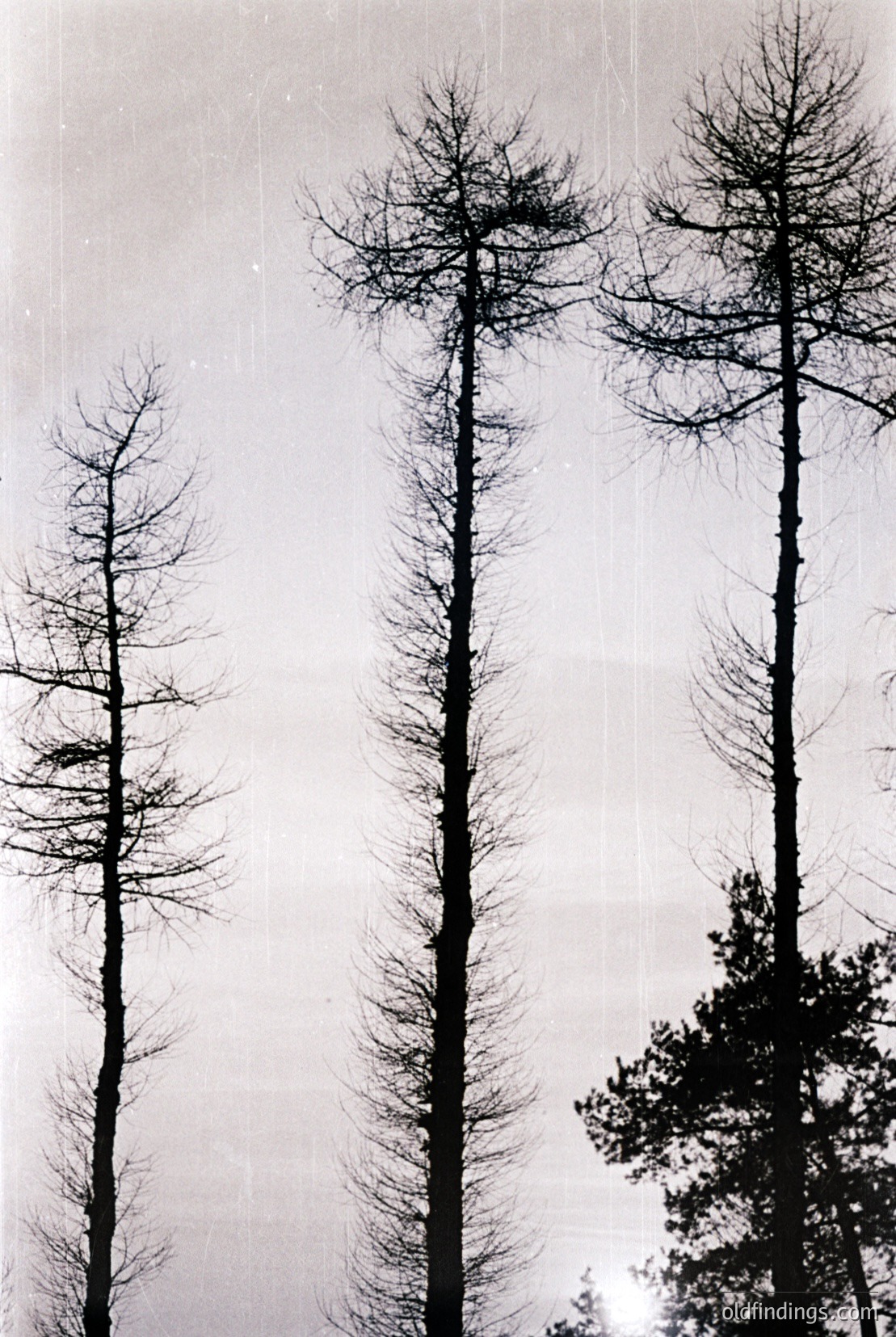 Vintage photograph