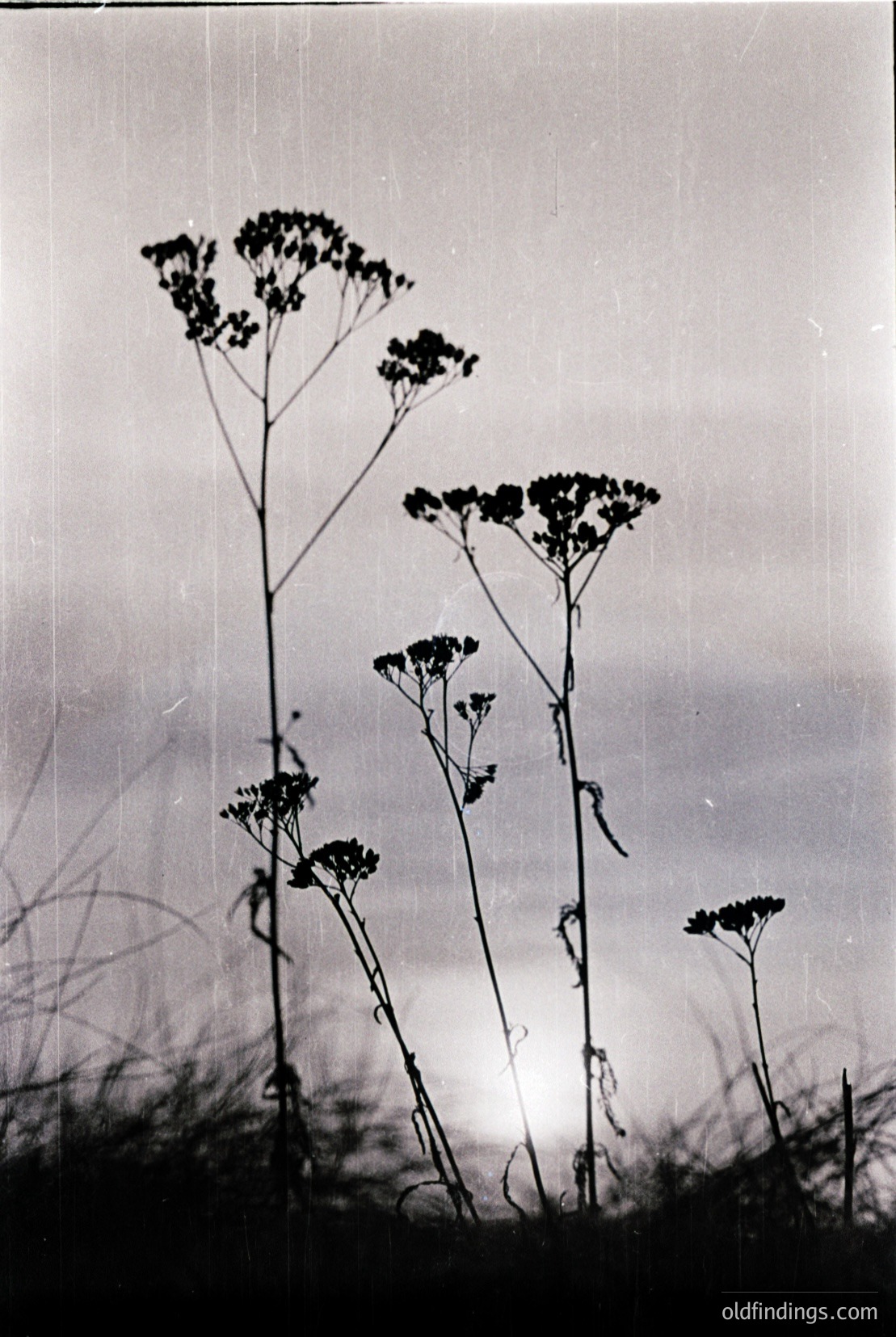 Vintage photograph
