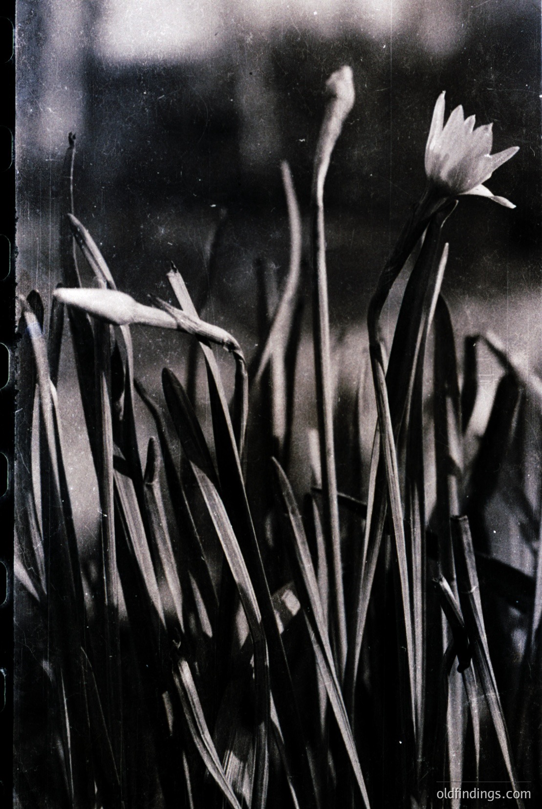 Vintage photograph