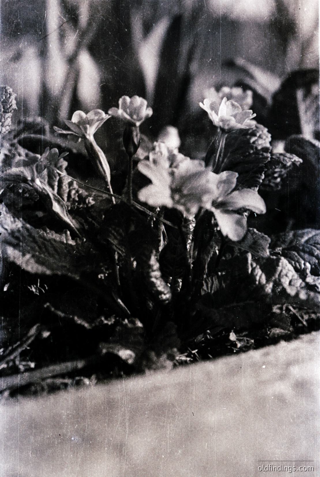 Vintage photograph