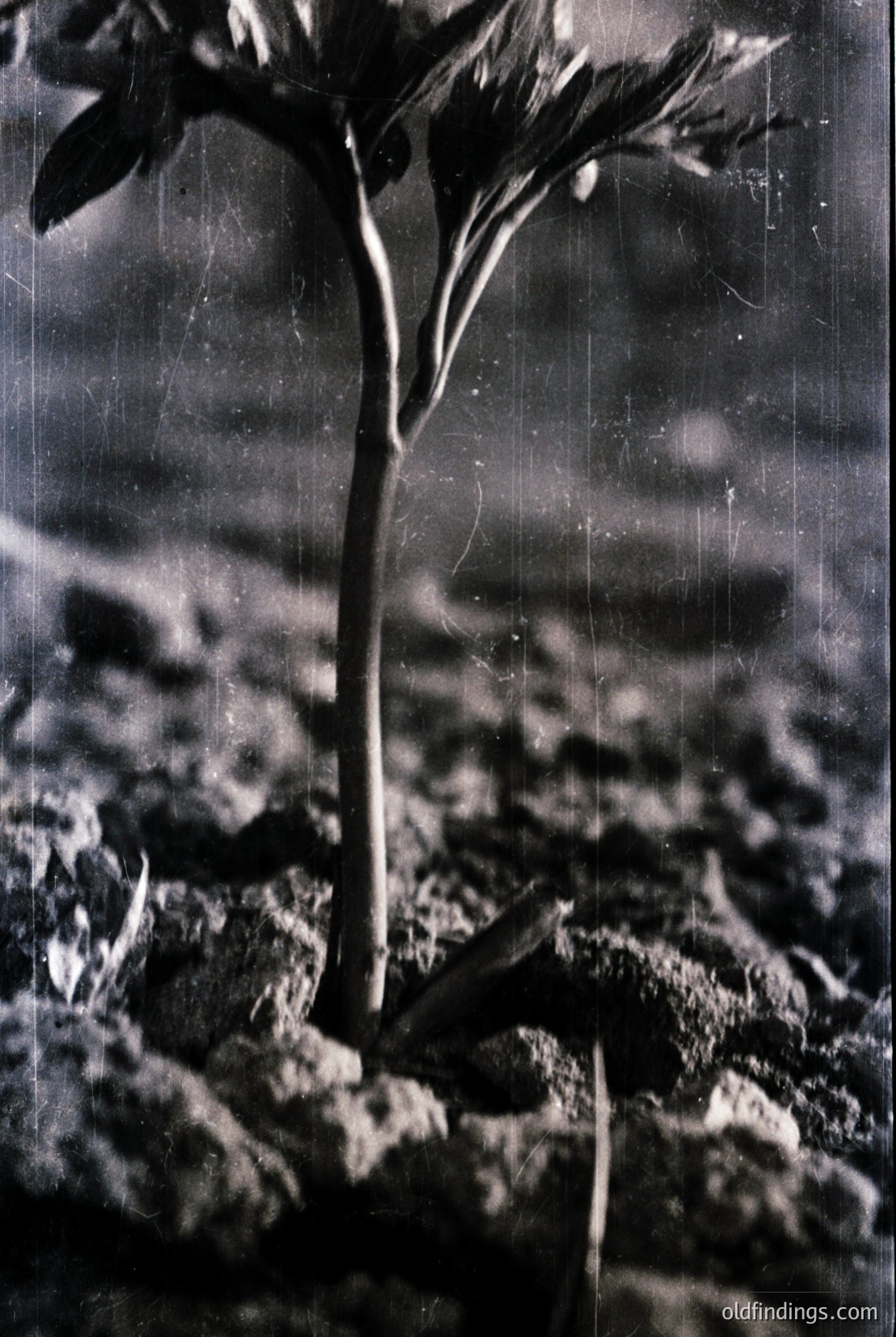 Vintage photograph