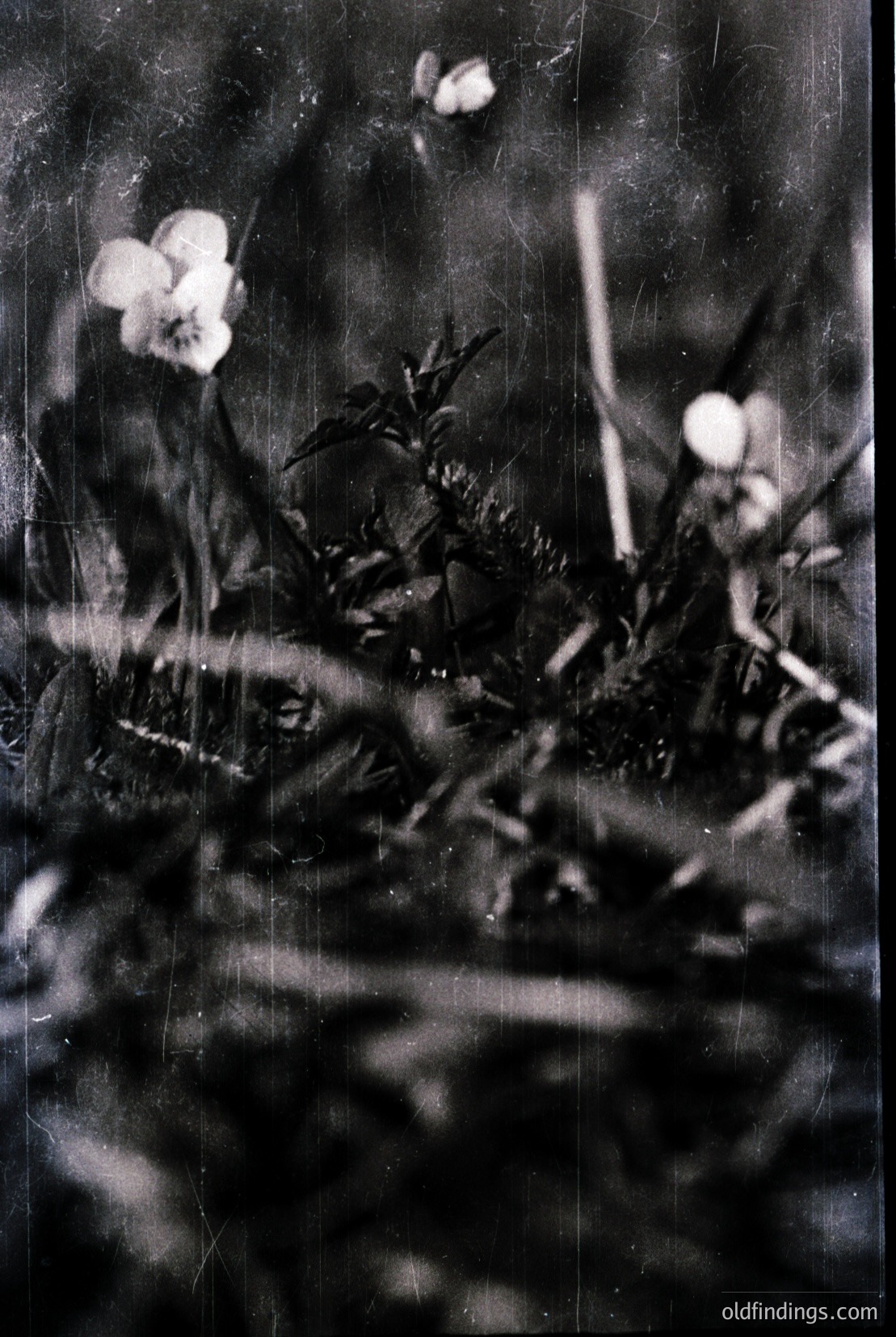 Vintage photograph