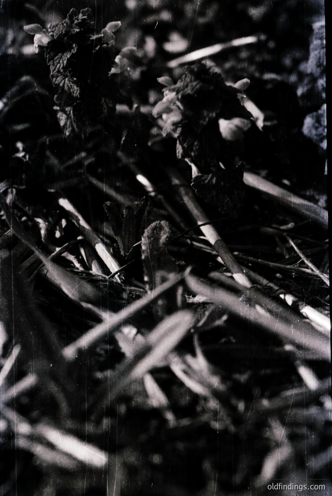 Vintage photograph
