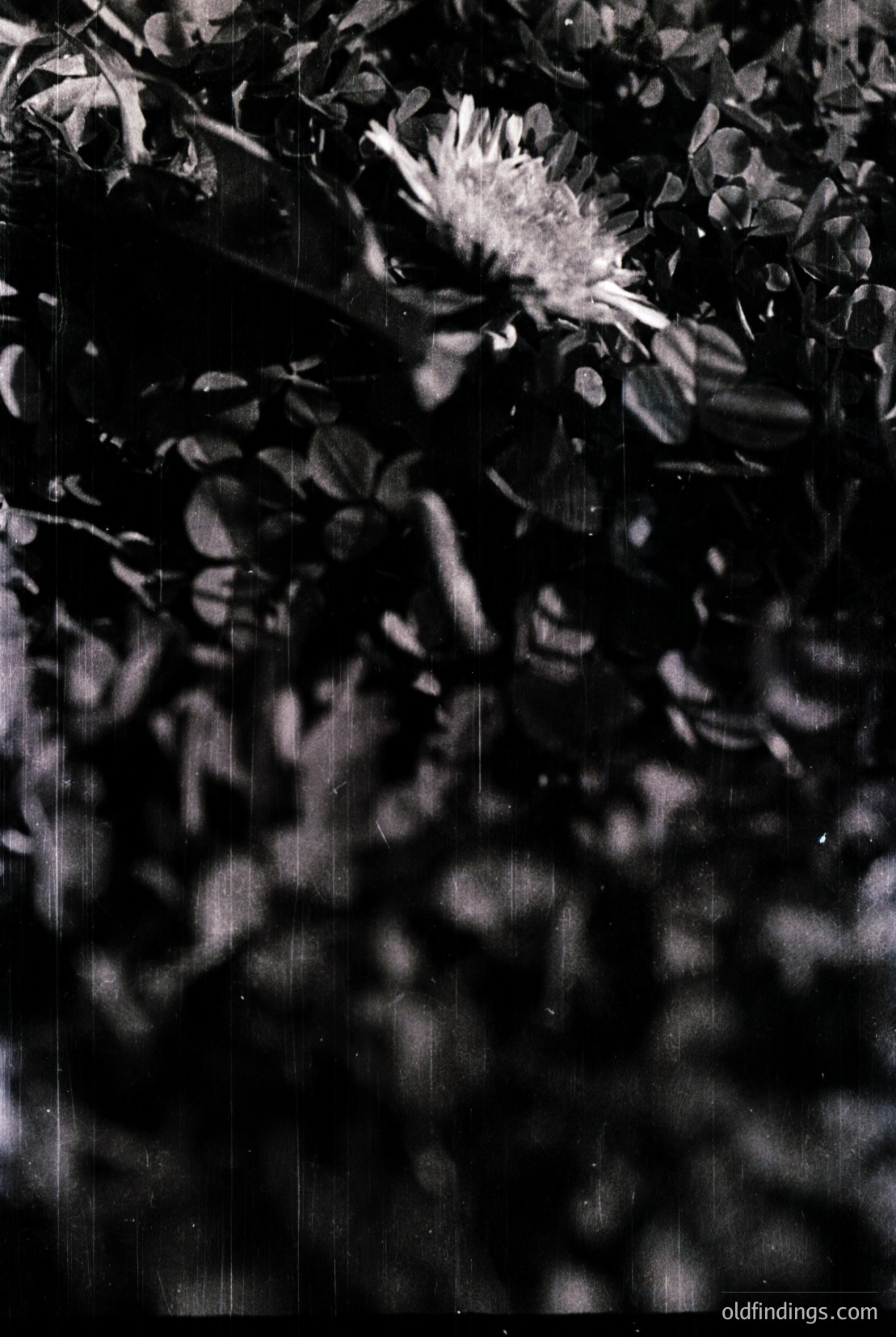 Vintage photograph