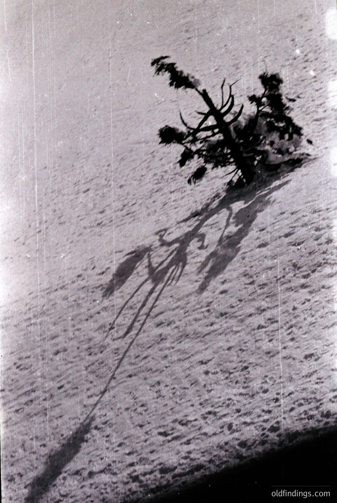 Vintage photograph