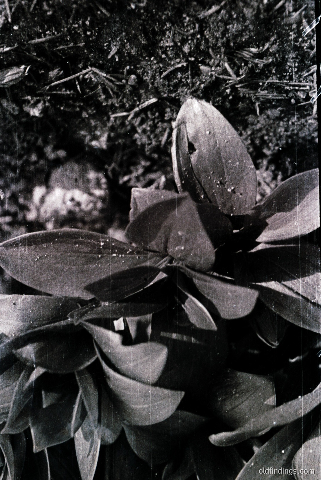 Vintage photograph