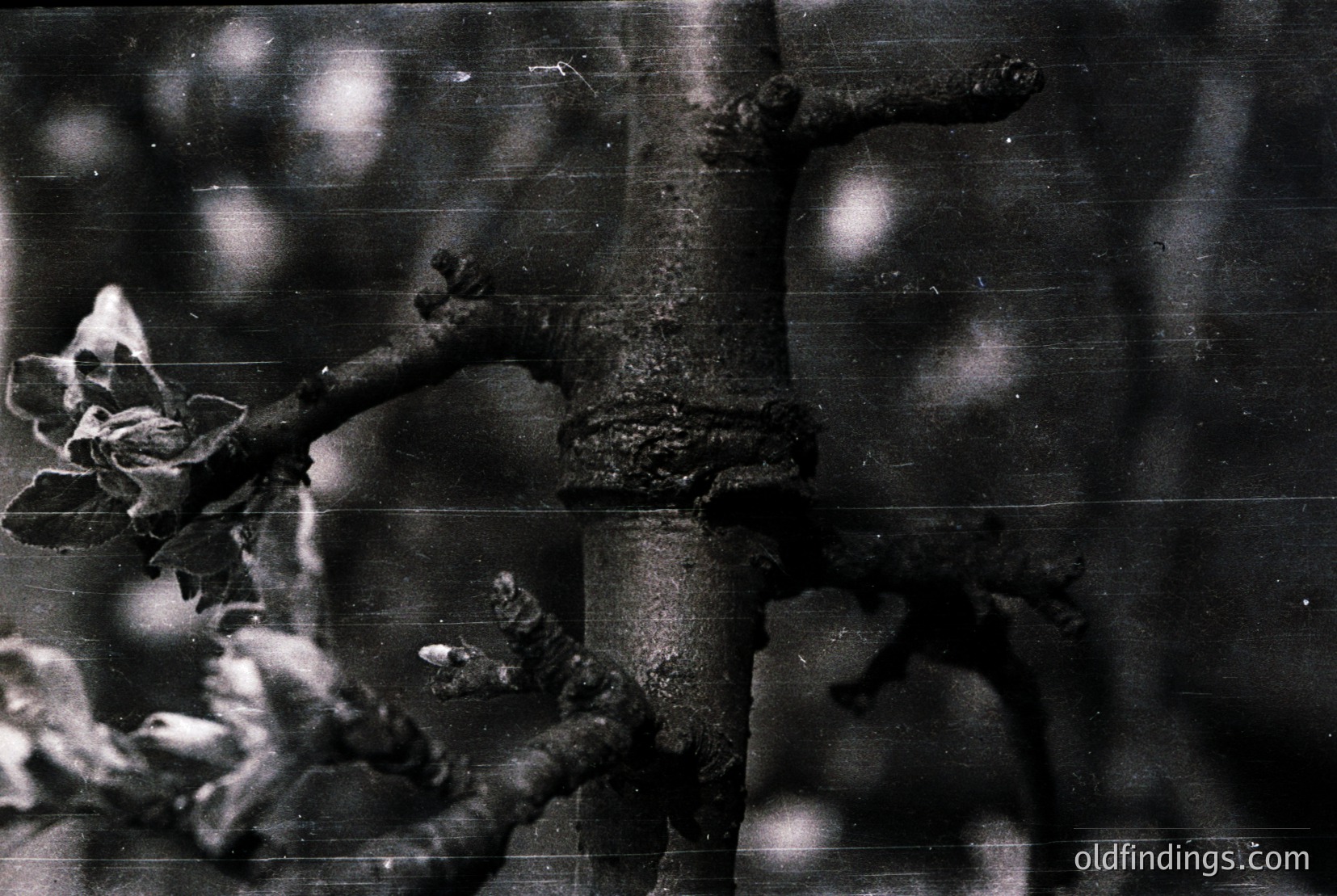Vintage photograph