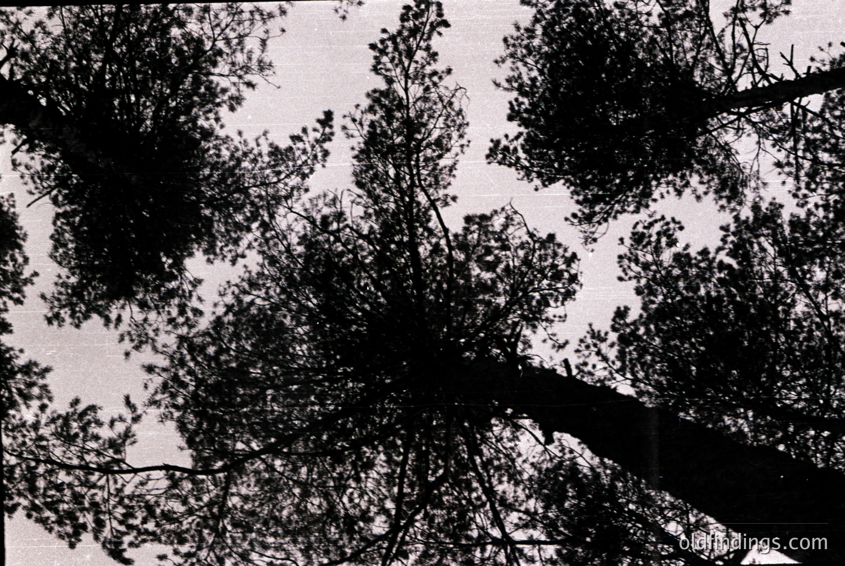Vintage photograph