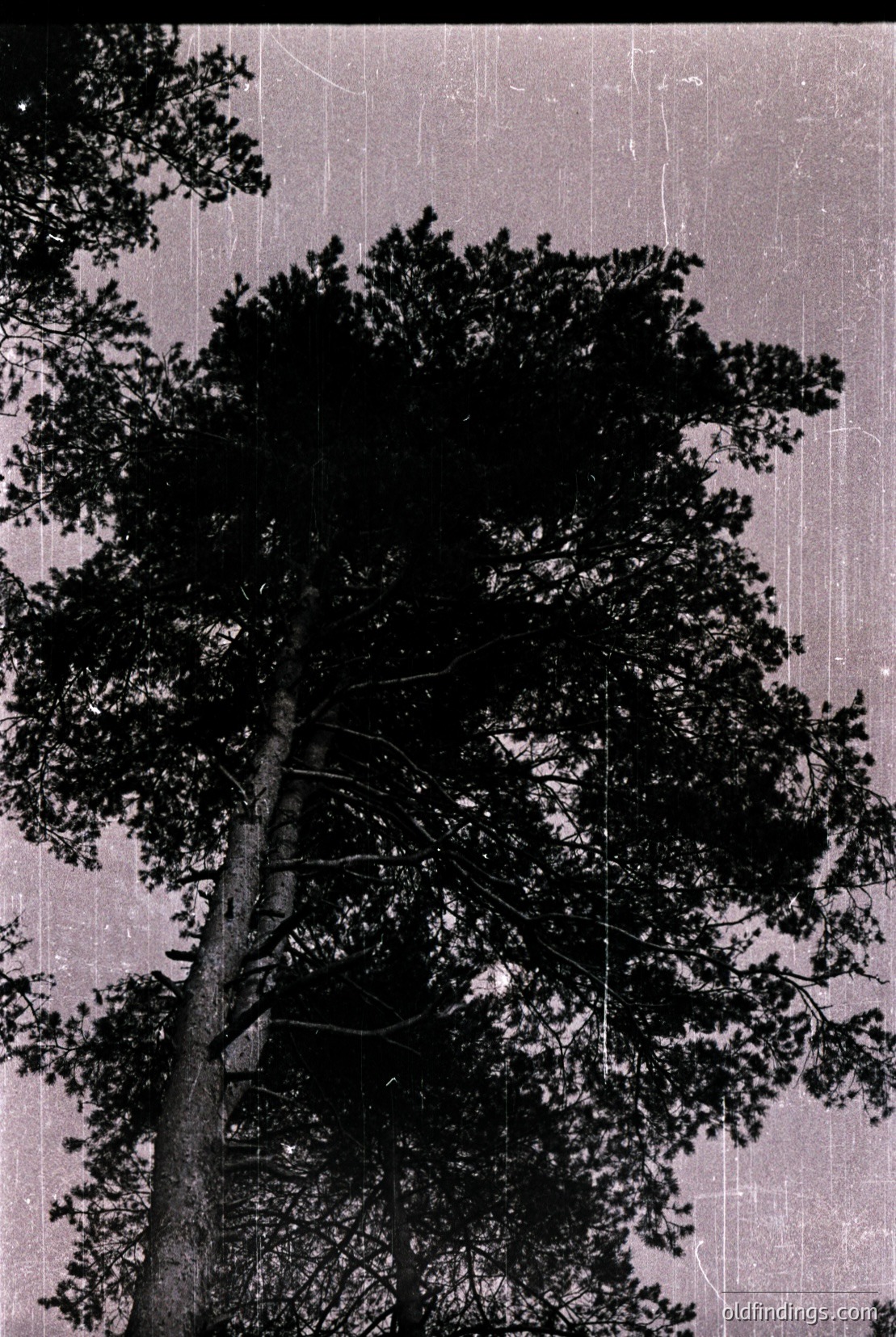 Vintage photograph